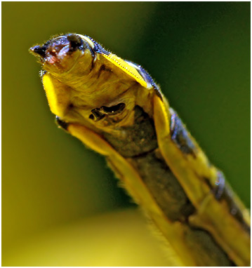 Gomphus vulgatissimus femelle